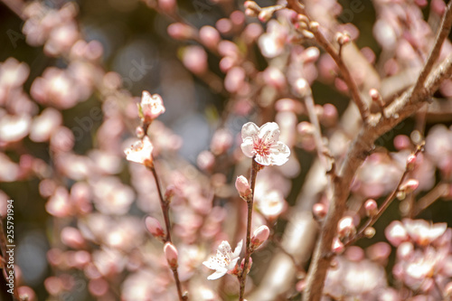 Springtime background