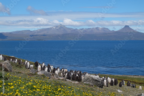 penguin southern island Kerguelen photo