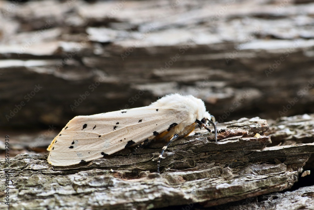 The Moth in Houston