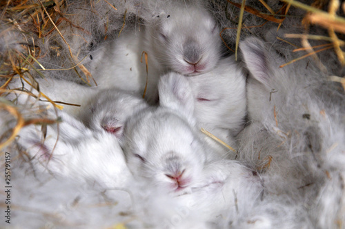 A ten-day breeding rabbit of the California breed maternity department © orestligetka