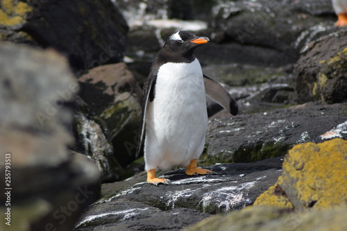 penguin southern island Kerguelen