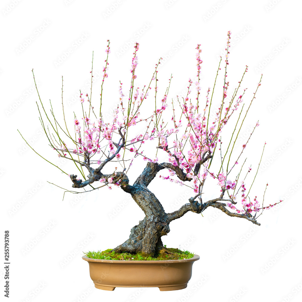 Foto Stock Plum Blossom (Prunus mume) Bonsai in early spring. Isolated on  White Background. | Adobe Stock