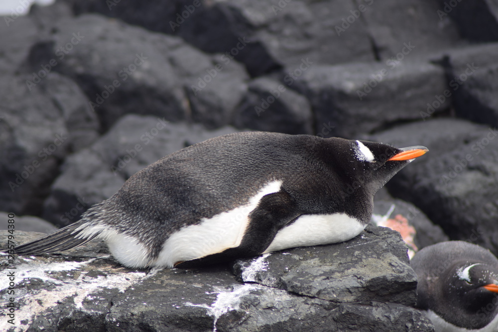 Fototapeta premium penguin southern island Kerguelen