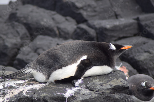penguin southern island Kerguelen