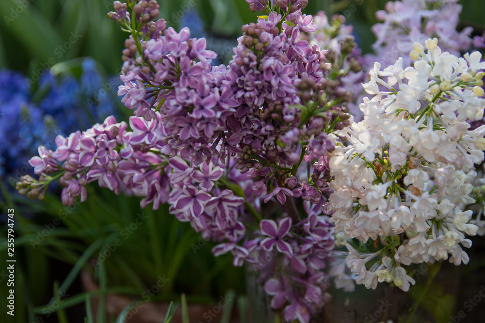 Lilac flowers in bloom. selective focus Lilac flowers in bloom. selective focus