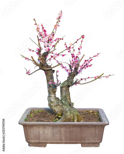 Plum Blossom (Prunus mume) Bonsai in early spring. Isolated on White Background.