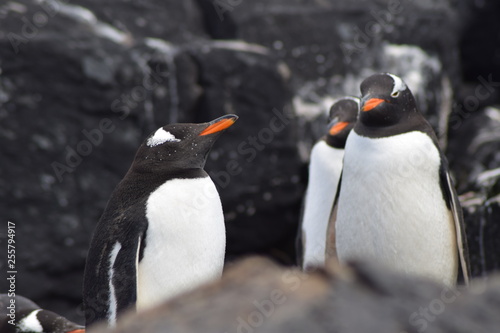 penguin southern island Kerguelen