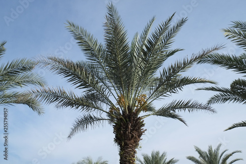 Date-palm tree above bright clear blue sky at malaysia 