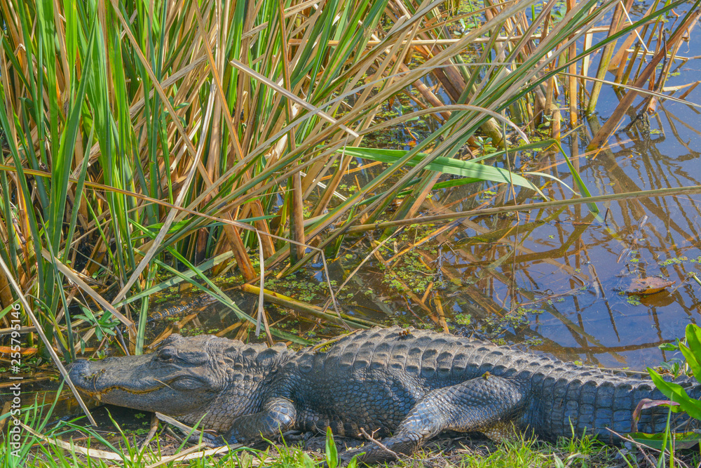 American Alligator Mississipplensis at Savannah National Wildlife Refuge, Hardeeville, Jasper County, South Carolina USA American Alligator Mississipplensis at Savannah National Wildlife Refuge, Hardeeville, Jasper County, South Carolina USA