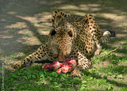 Cheetah (Acinonyx jubatus), large cat of subfamily Felinae, eating meat