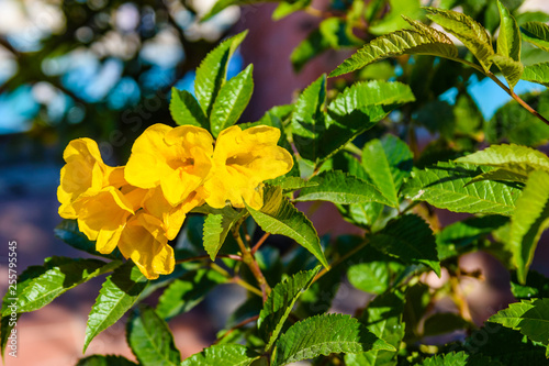 Closeup of the blossoming tecoma stans also called ginger thomas, trumpet flower or yellow elder photo