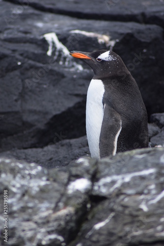 penguin southern island Kerguelen