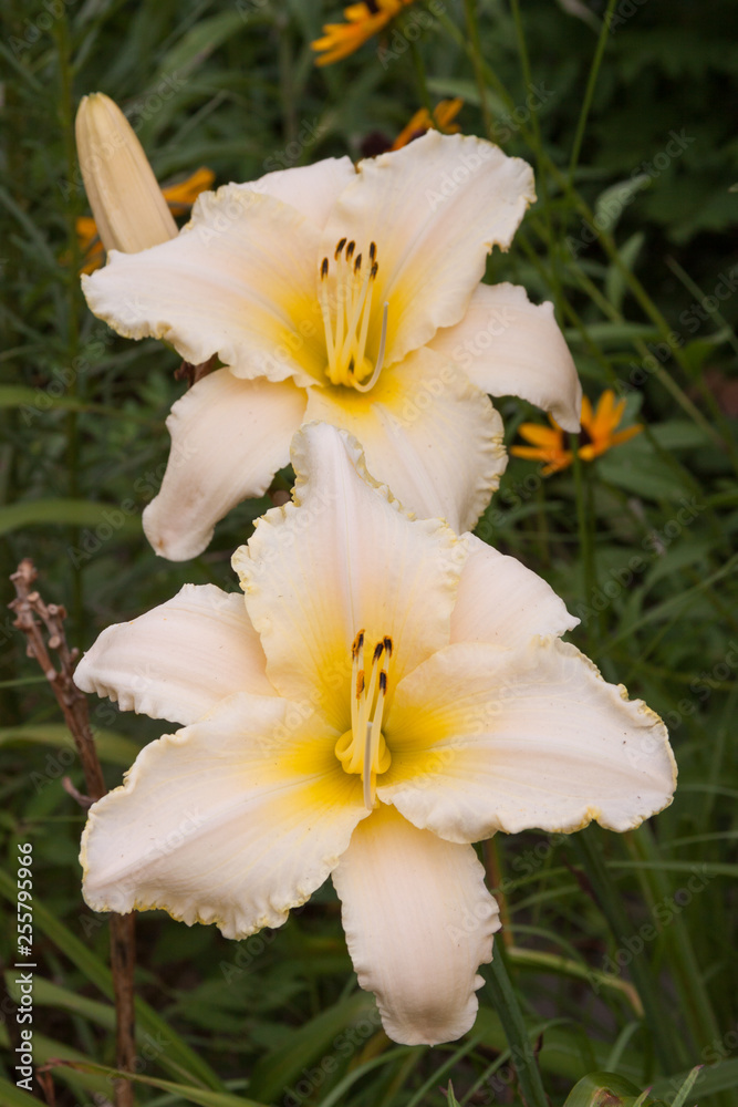 cream daylily duo cream daylily duo