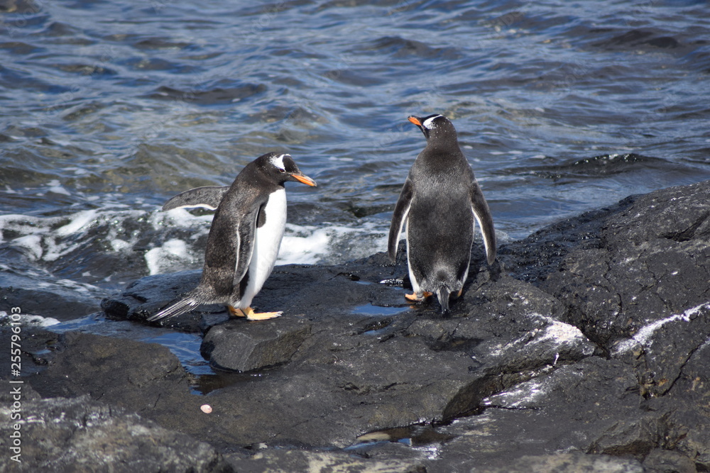 Obraz premium penguin southern island Kerguelen