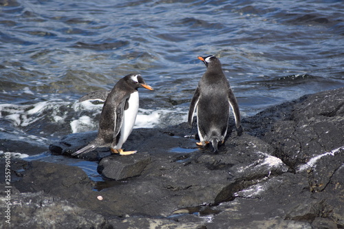 penguin southern island Kerguelen
