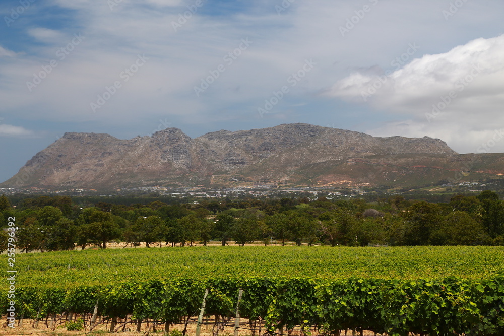 The Wine Farms in cape town , south africa