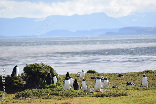 penguin southern island Kerguelen