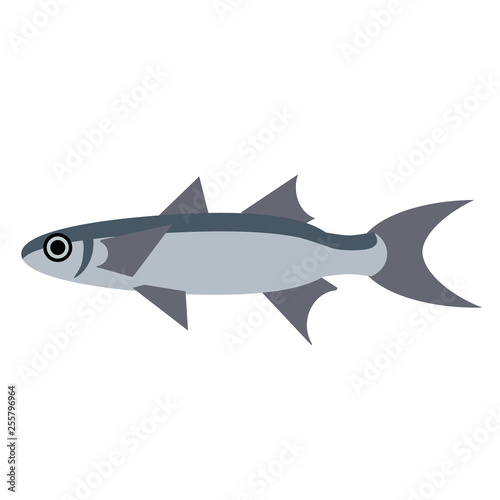 common fish flat style illustration