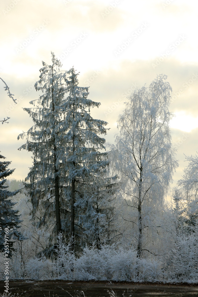 Obraz premium Winterlandschaft im Odenwald