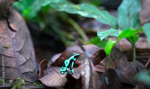 Green and black poison dart frog (Dendrobates auratus), near Puerto Viejo de Sarapiqui, Costa Rica.