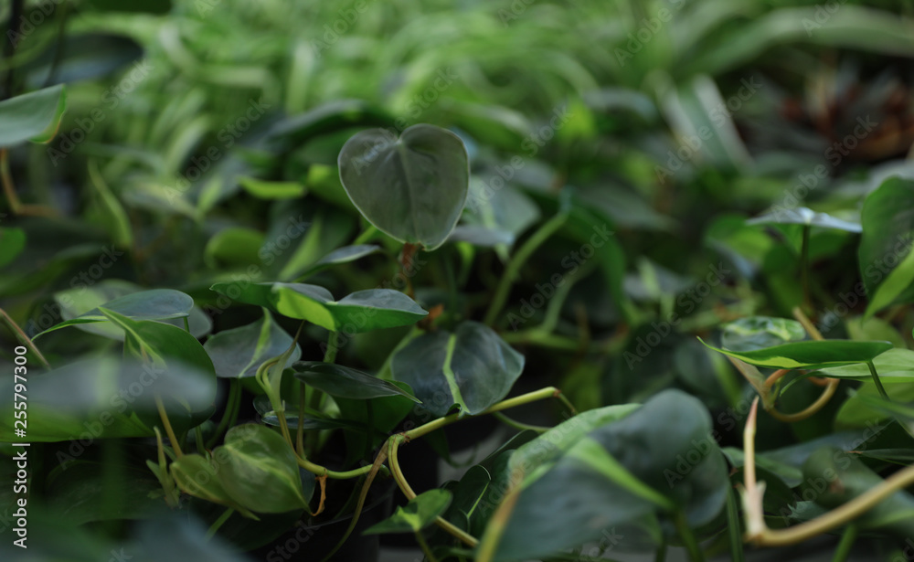 Beautiful plant with green leaves in floral shop, closeup