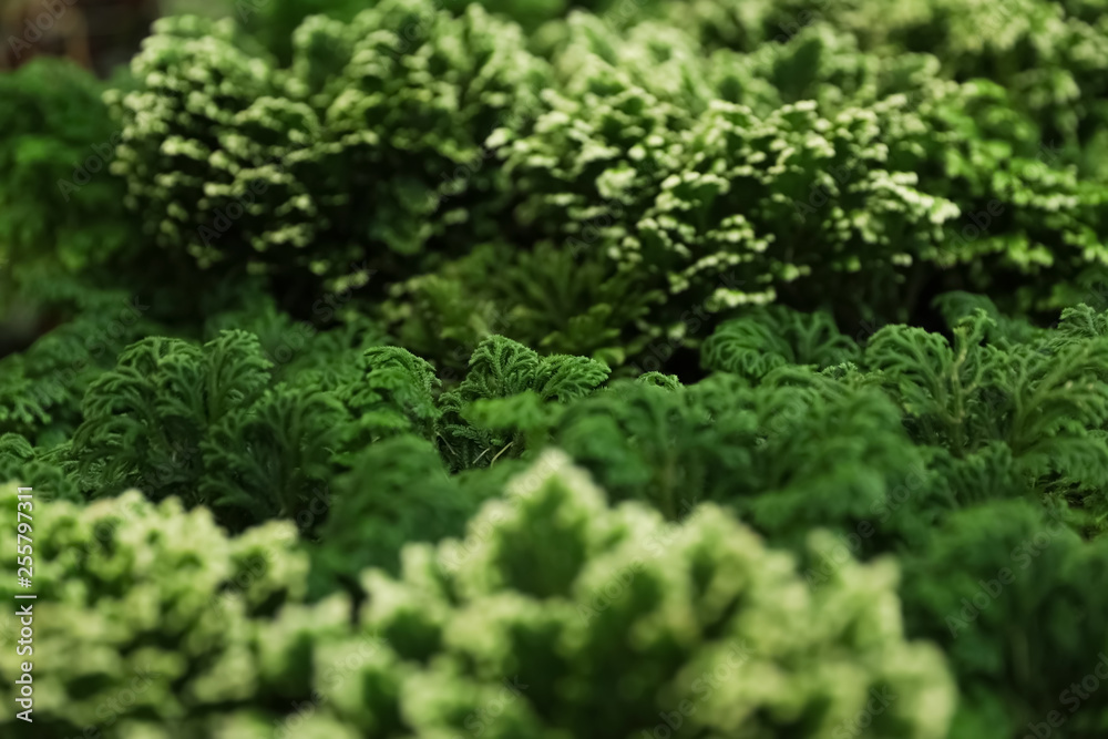 Beautiful green plant in floral shop, closeup Beautiful green plant in floral shop, closeup