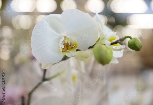 Beautiful blooming tropical orchid in store  closeup