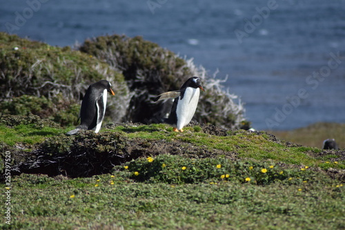penguin southern island Kerguelen