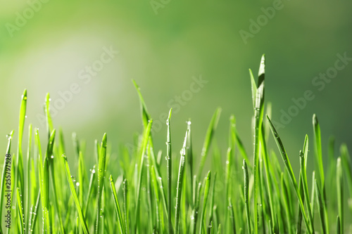 Green wheat grass with dew drops on blurred background, closeup
