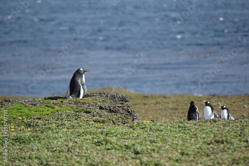 penguin southern island Kerguelen