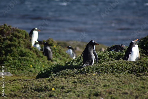 penguin southern island Kerguelen