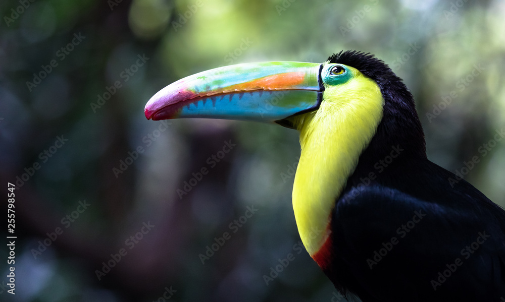 Keel-billed toucan (Ramphastos sulfuratus) looking up into the canopy. Costa Rica. Keel-billed toucan (Ramphastos sulfuratus) looking up into the canopy. Costa Rica.