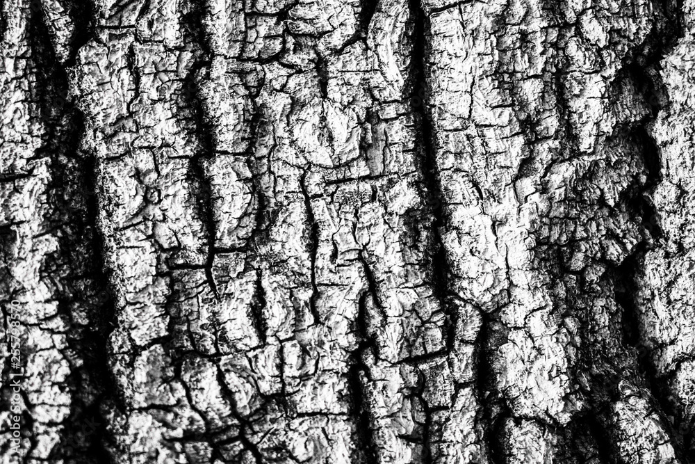 Fototapeta tekstura drzewa