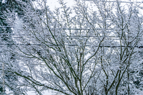Snow On Branches And Wires