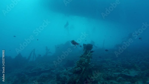 Wallpaper Mural Coral with some small fish Torontodigital.ca