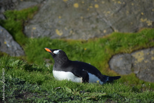 penguin southern island Kerguelen
