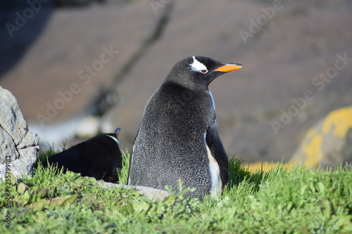 penguin southern island Kerguelen