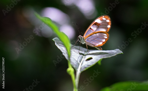 White-spotted glasswing butterfly (Greta sp., probably Greta nero or Greta annette), Tapanti-Macizo Cerro de la Muerte National Park, Costa Rica.