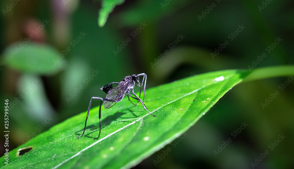 Large black wasp with a cup-like appendage on its abdomen in the Tapanti-Macizo Cerro de la Muerte National Park, Costa Rica. Large black wasp with a cup-like appendage on its abdomen in the Tapanti-Macizo Cerro de la Muerte National Park, Costa Rica.