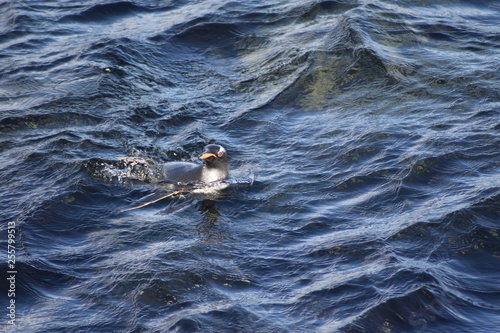 penguin southern island Kerguelen
