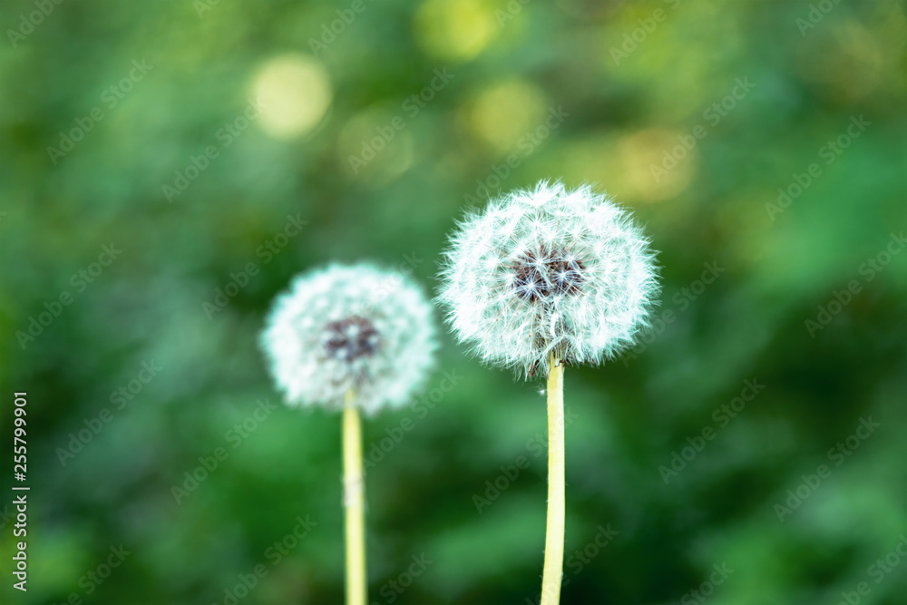 Two dandelion on a green bokeh background, selective focus Two dandelion on a green bokeh background, selective focus