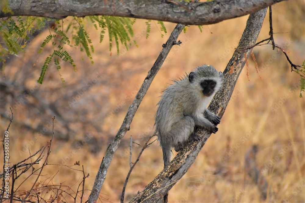 Obraz premium Staying dry