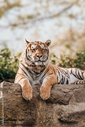 Majestic tiger running wild
