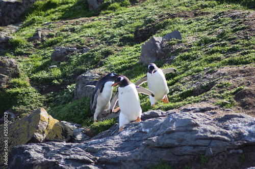 penguin southern island Kerguelen