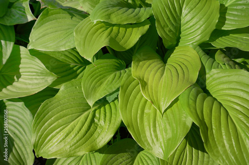 Beautiful and large leaves of the hosta plant  closeup