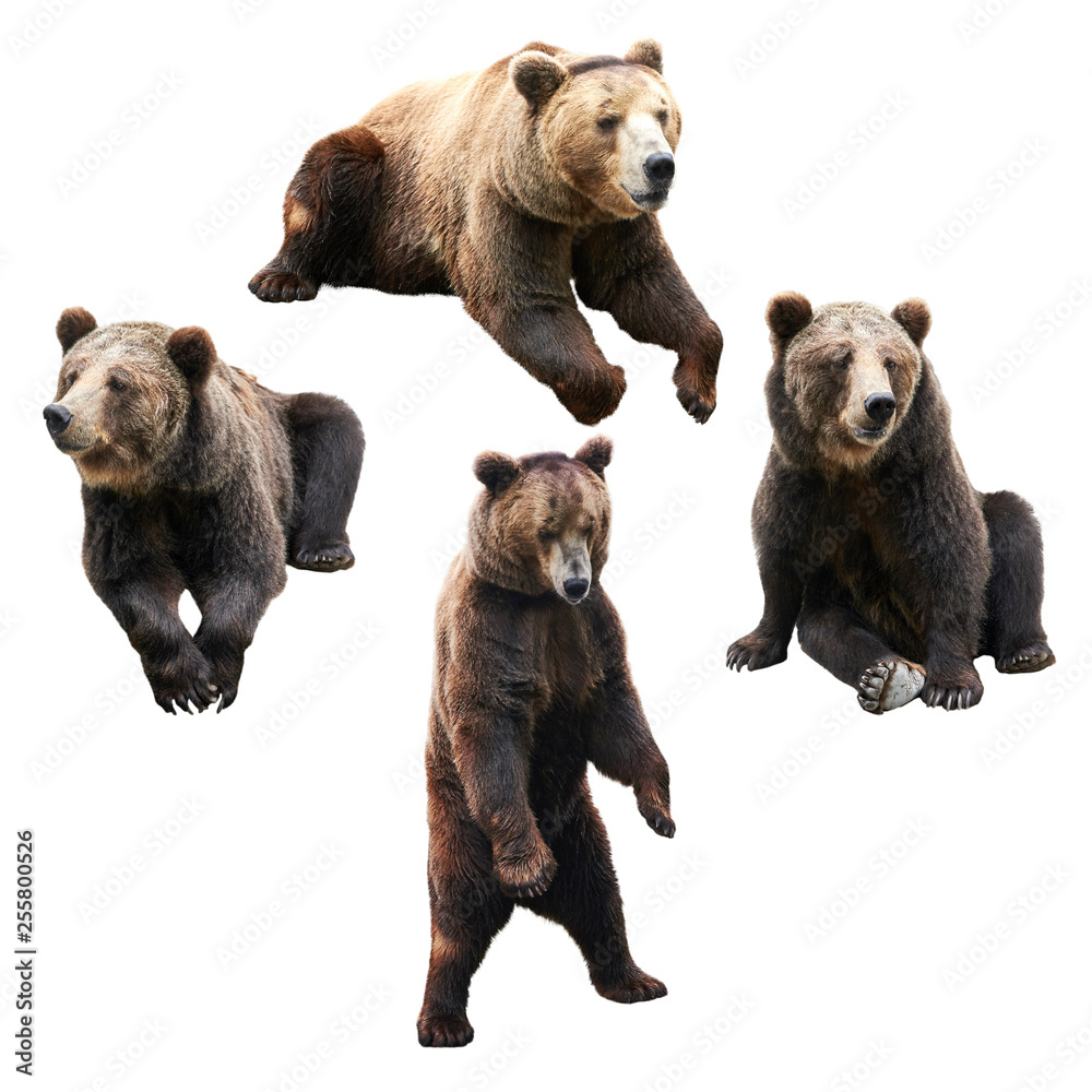 Fototapeta premium Set of bear over white background