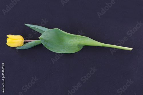 Close up - yellow tulip on black background