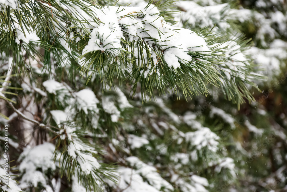 Coniferous branches covered with fresh snow, closeup Coniferous branches covered with fresh snow, closeup