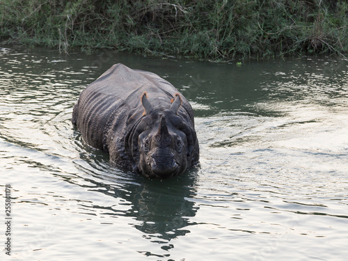 Frontal view of large fierce-looking male one-horned rhinoceros having a bath in Chitwan National Park river, Nepal
