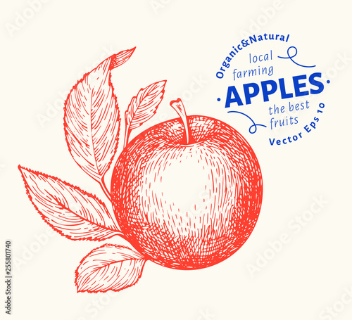 Apple branche illustration. Hand drawn vector garden fruit illustration. Engraved style fruit. Retro botanical illustration.